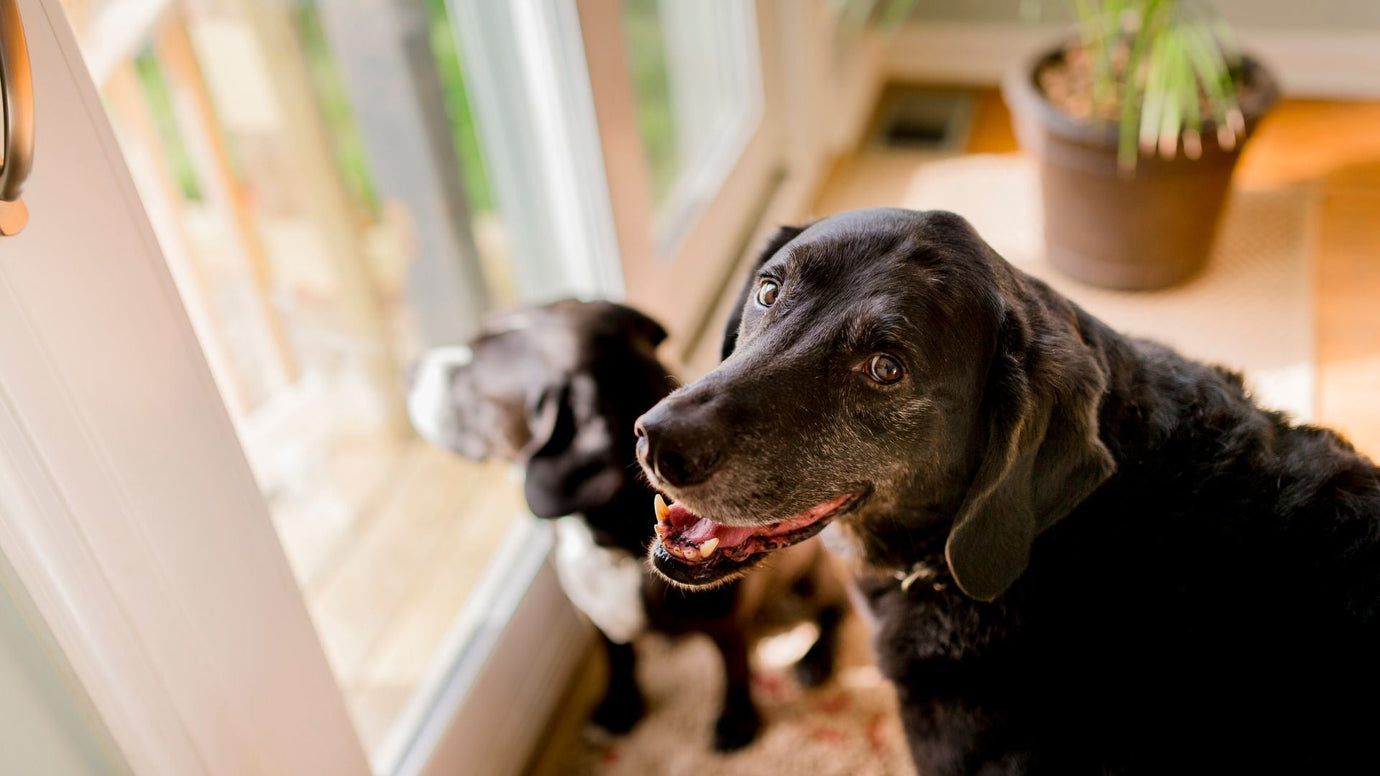 Creating a Senior-Friendly Home Environment: Comfort and Safety for Your Aging Dog