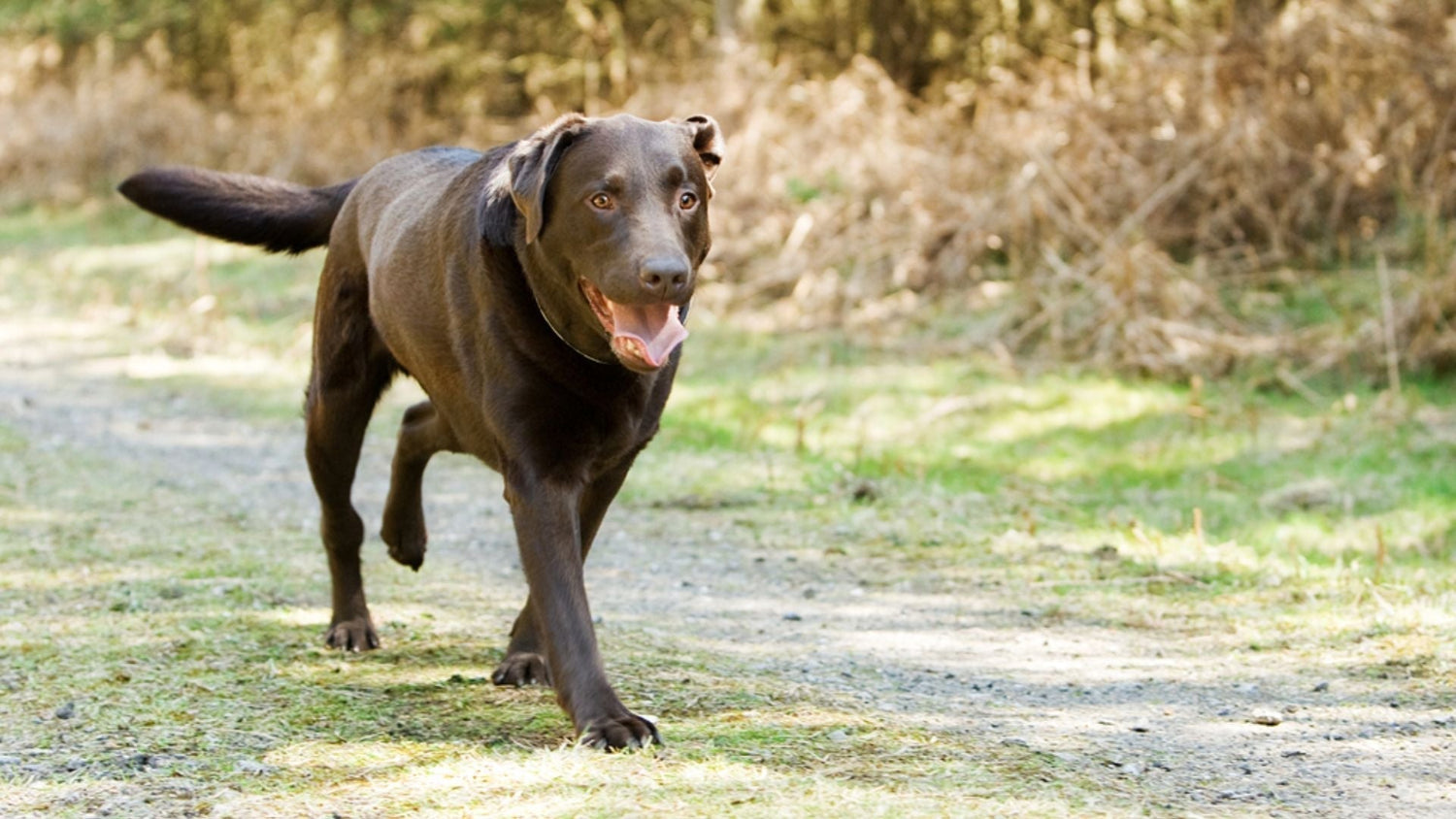 Dog Limping: Causes, Symptoms, Treatment, and Recovery Guide