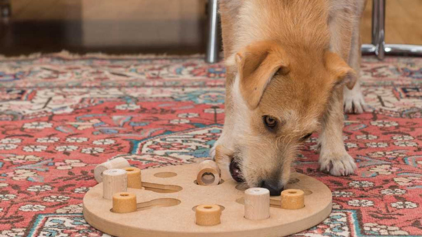 How to Prevent Dog Dementia (Canine Cognitive Dysfunction): A Comprehensive Guide for Pet Parents