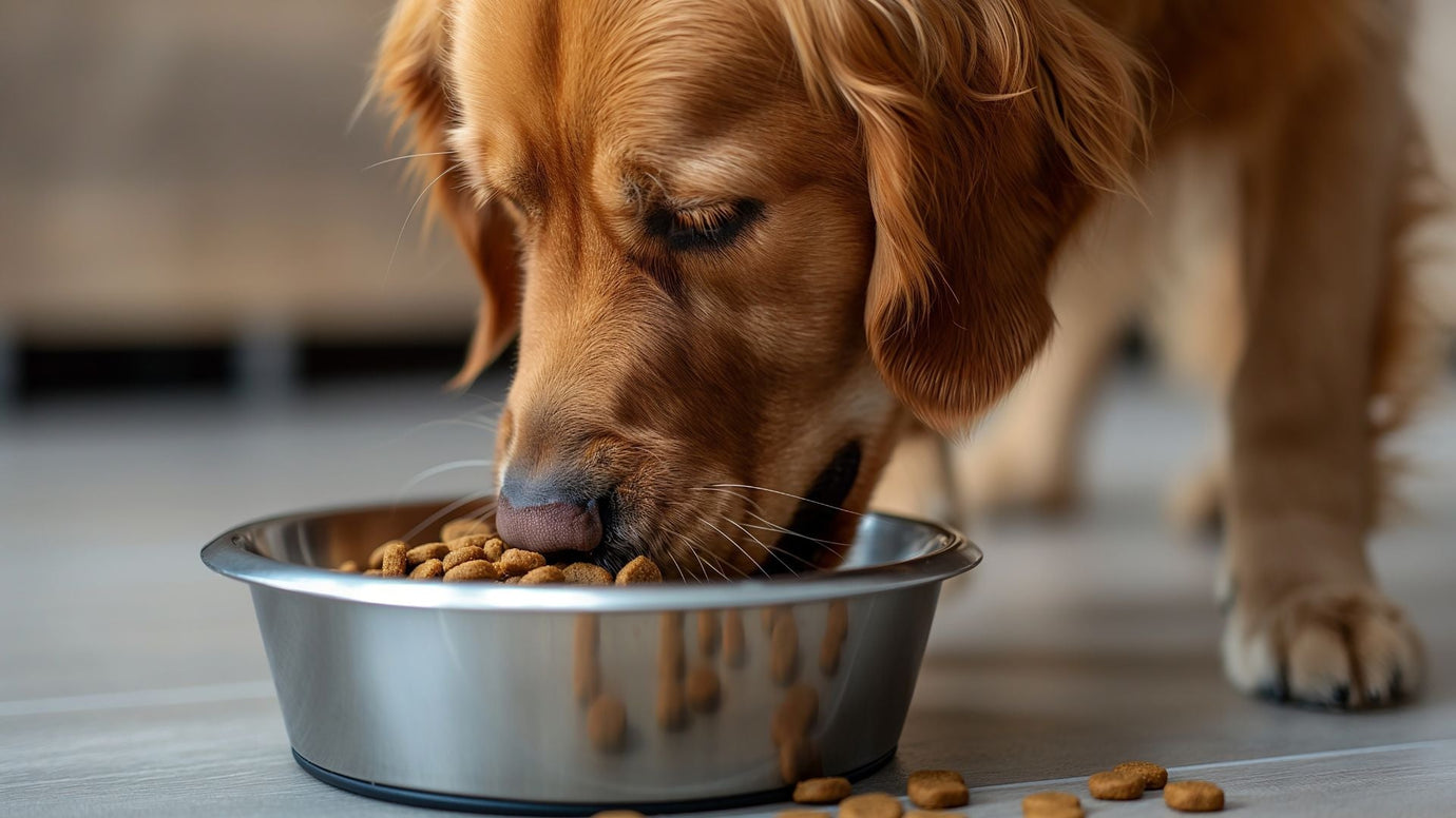 Nutrition for Senior Dogs: What Changes as They Age?