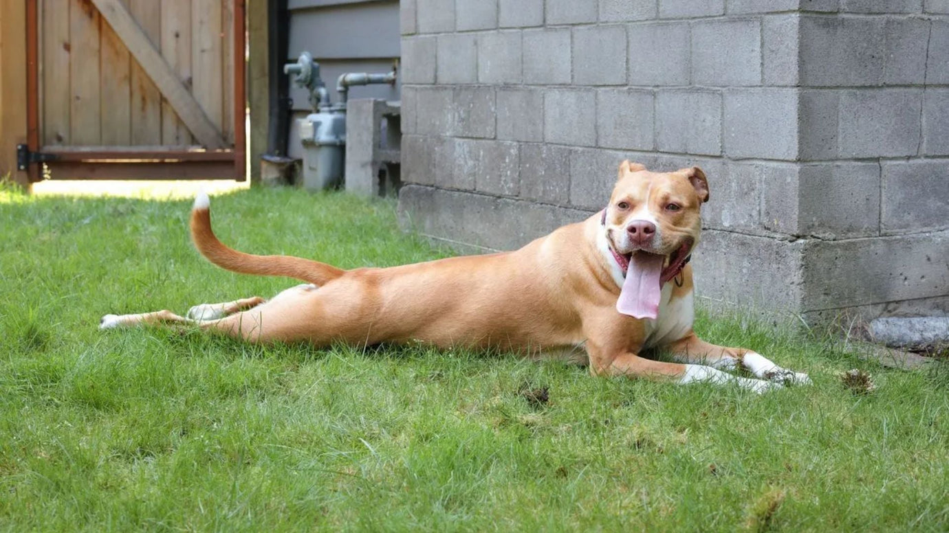 Sudden Hind Leg Weakness in Dogs: Causes, Symptoms, and How to Help Your Canine Companion