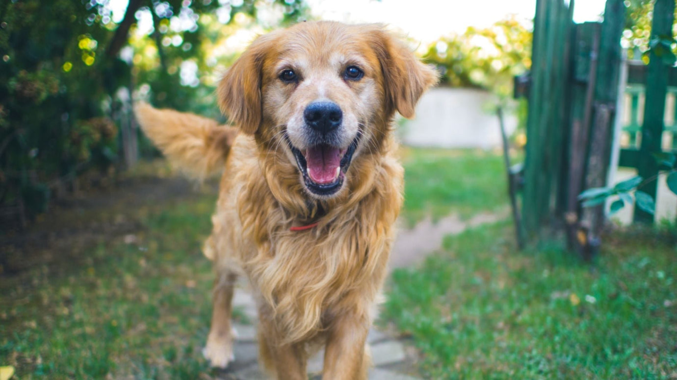 The Benefits of Adopting a Senior Dog: Why Older Pups Need Love Too