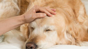 The Pain of Making the Euthanasia Decision: A Guide for Pet Parents