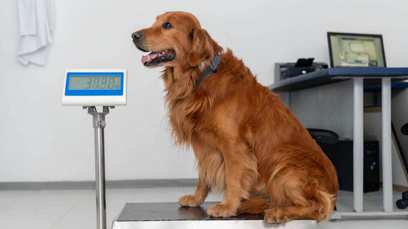 Understanding and Managing Weight in Senior Dogs: A Guide for a Healthy Golden Age