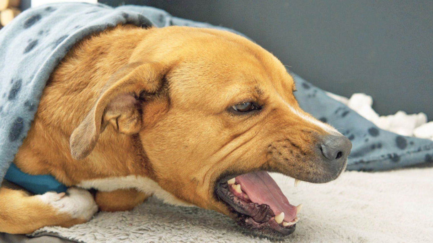 Why Is My Dog Coughing? A Comprehensive Guide for Pet Parents