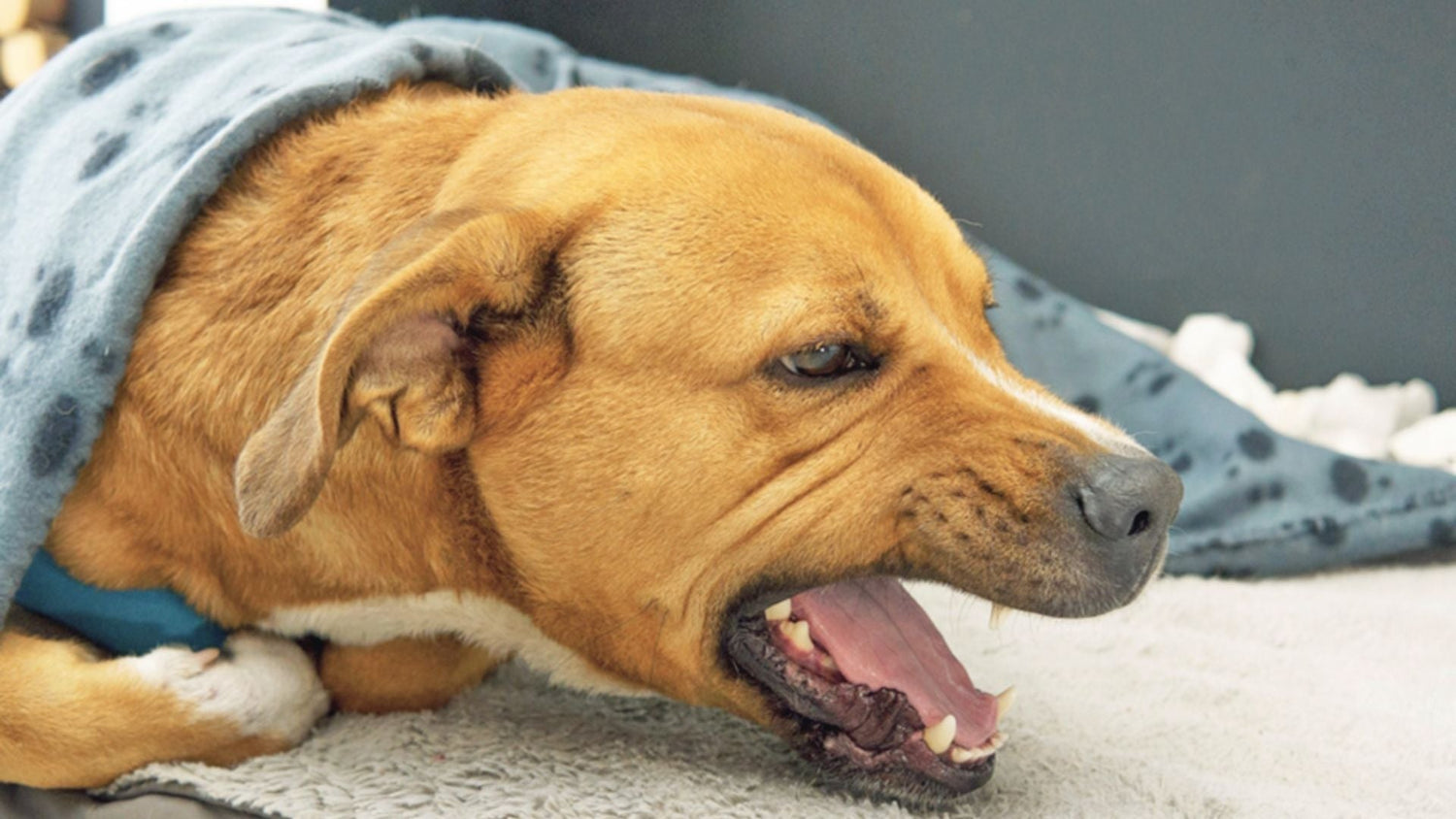Why Is My Dog Coughing? A Comprehensive Guide for Pet Parents