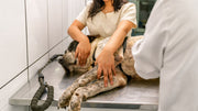 Why Regular Veterinary Wellness Exams are Crucial for Senior Dogs