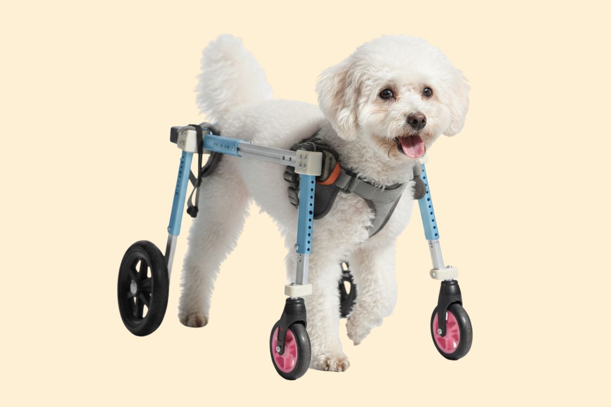 Quad Dog Wheelchairs